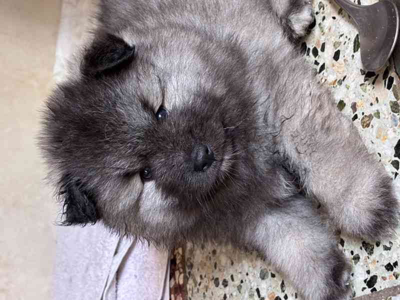 Štěňatka vlčího špice - foto 9