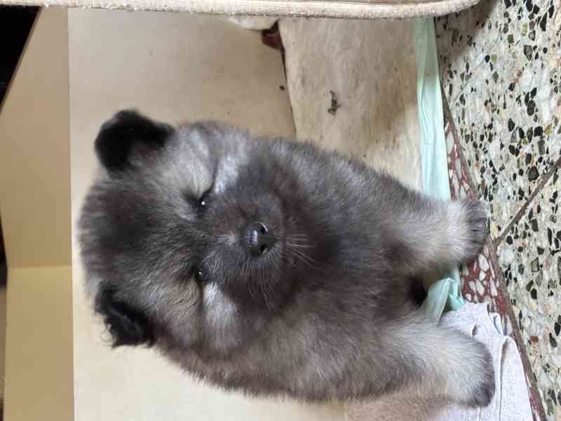 Štěňatka vlčího špice - foto 10