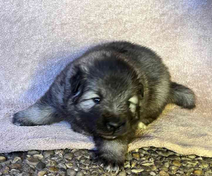 Štěňatka vlčího špice - foto 7