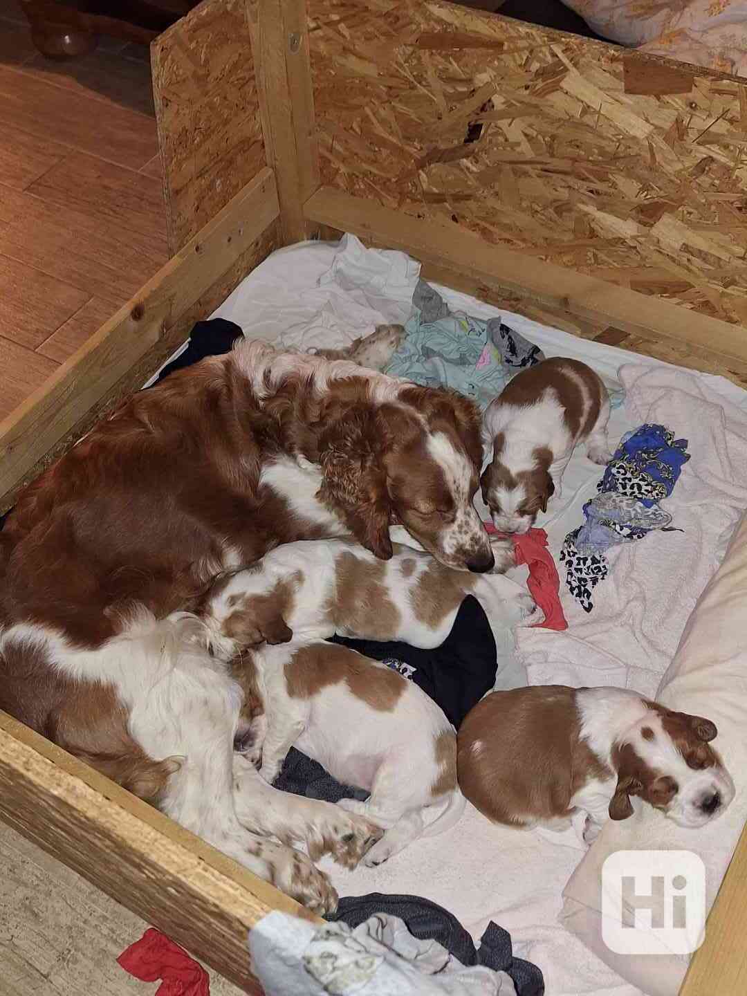 Welššpringršpaněl - štěňata s PP - foto 1