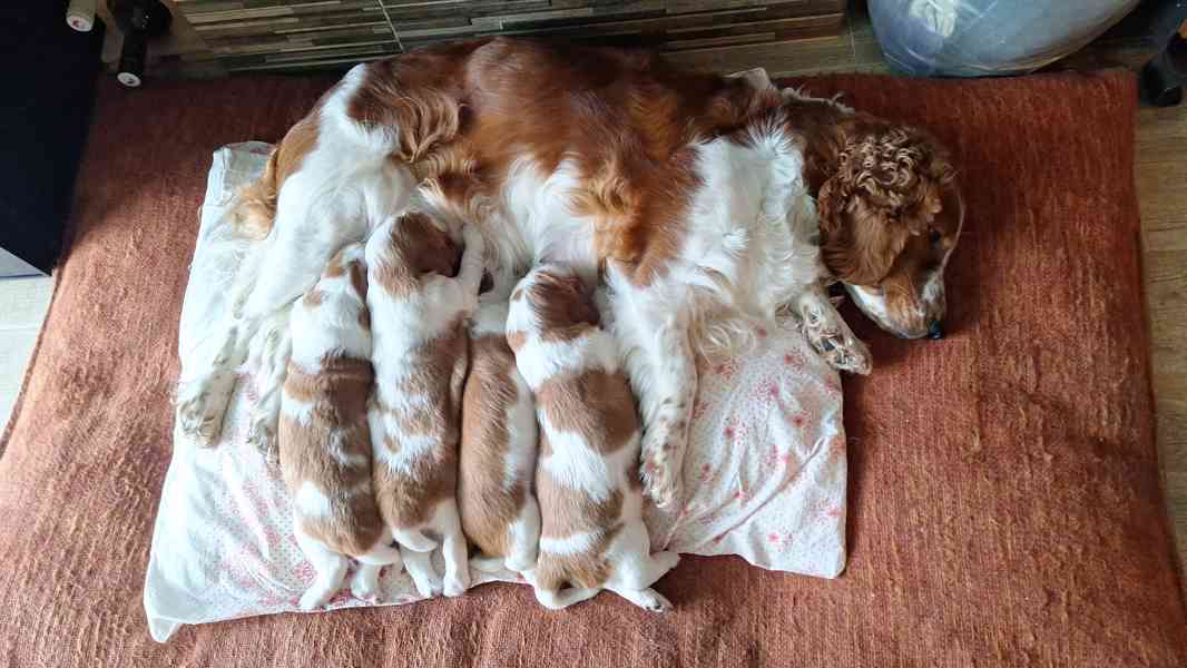 Welššpringršpaněl - štěňata s PP - foto 2