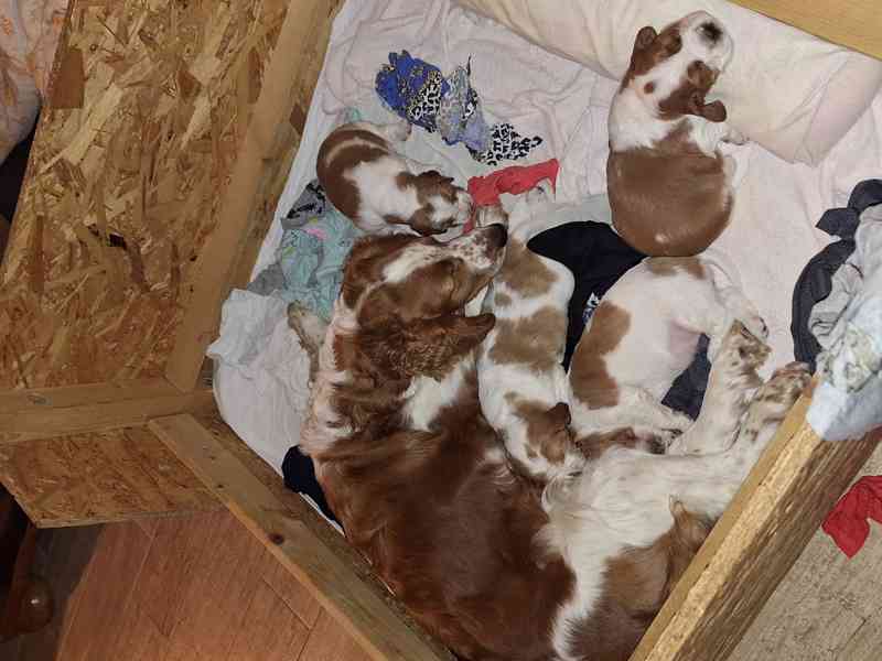 Welššpringršpaněl - štěňata s PP