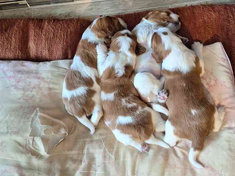 Welššpringršpaněl - štěňata s PP - foto 4