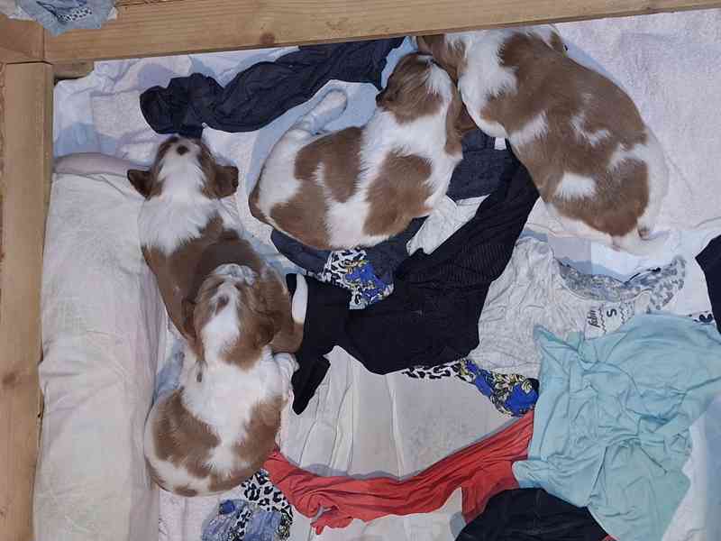 Welššpringršpaněl - štěňata s PP - foto 3