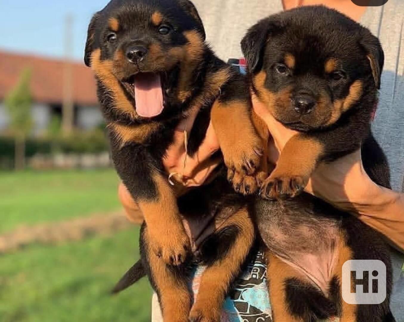 Rotvajleři k adopci zdarma - foto 1