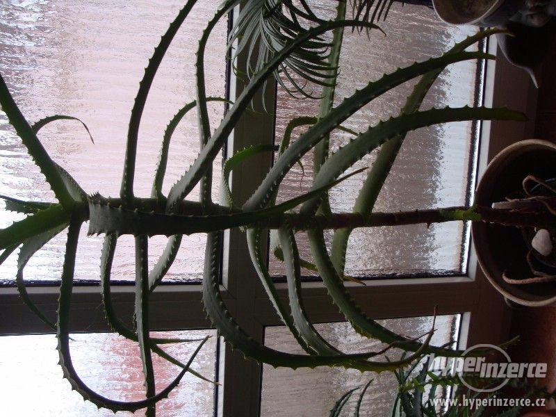 Vzrostlé Aloe. - foto 1