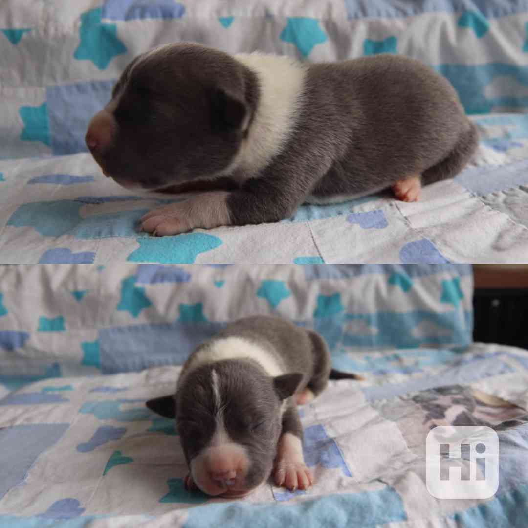 American Bully XL TOP Bloodline - foto 1