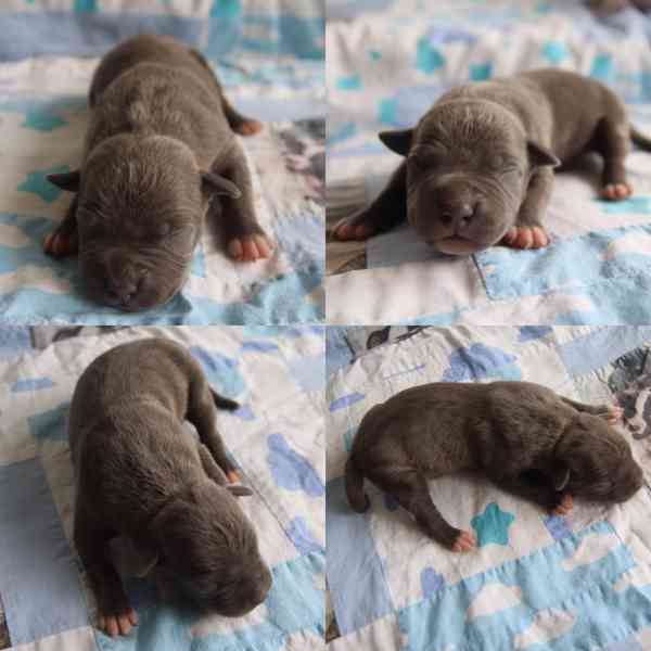 American Bully XL TOP Bloodline - foto 8