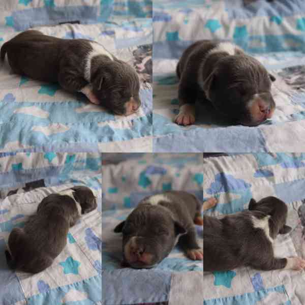 American Bully XL TOP Bloodline - foto 9