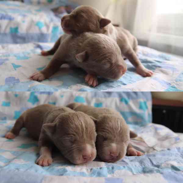 American Bully XL TOP Bloodline - foto 3