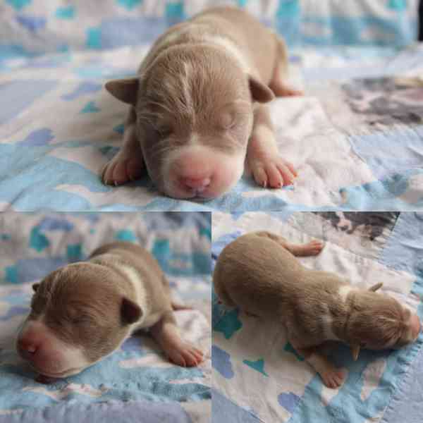 American Bully XL TOP Bloodline - foto 10