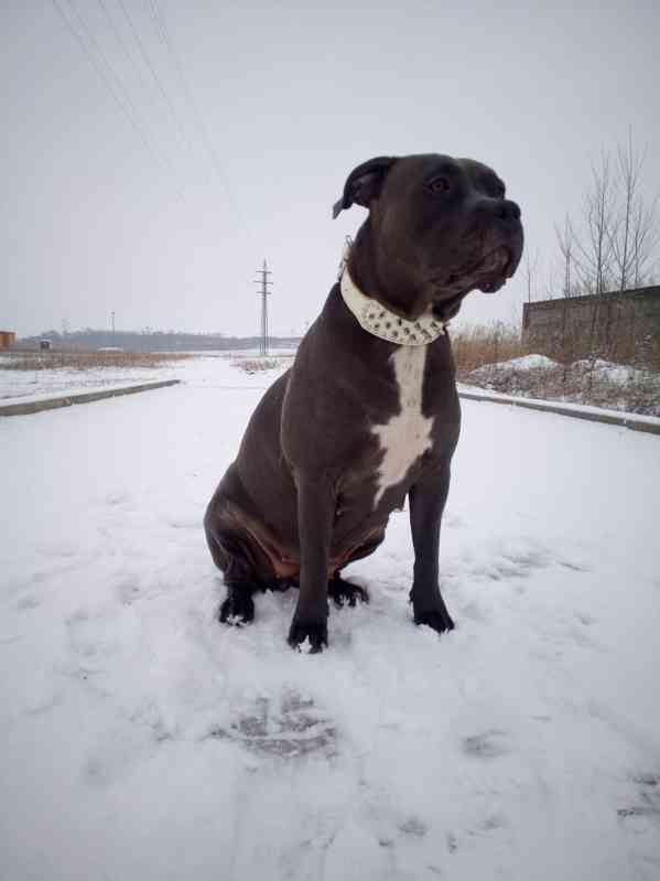 American Bully XL TOP Bloodline - foto 11