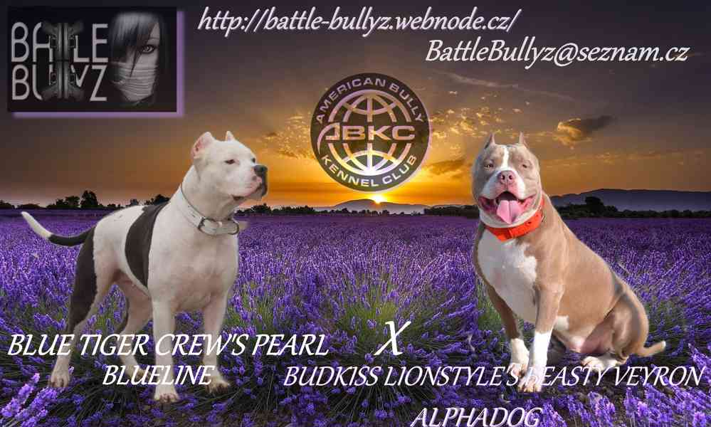 American Bully XL TOP Bloodline - foto 14