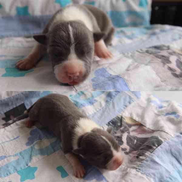 American Bully XL TOP Bloodline - foto 5