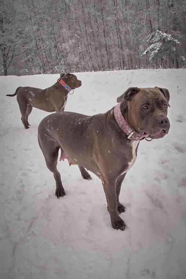 American Bully XL TOP Bloodline - foto 12