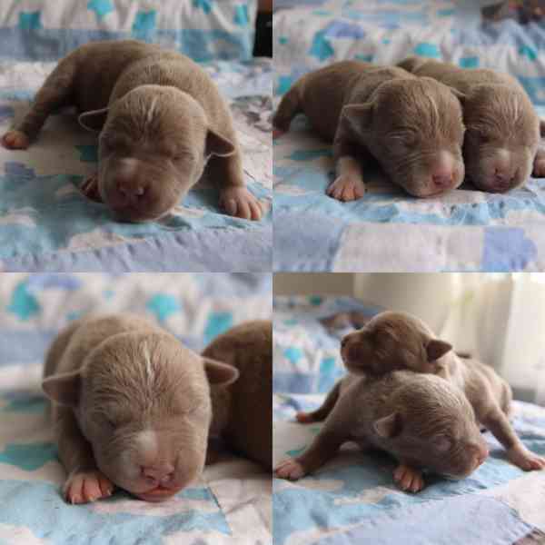 American Bully XL TOP Bloodline - foto 2