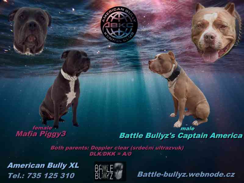 American Bully XL TOP Bloodline bazar Hyperinzerce.cz