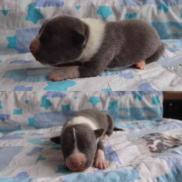 American Bully XL TOP Bloodline bazar Hyperinzerce.cz