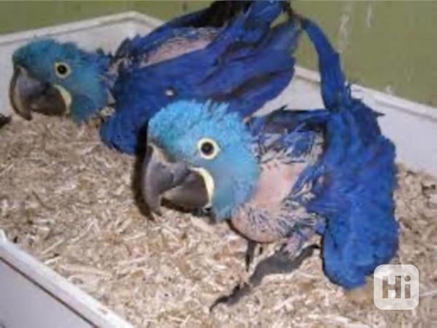 Mladý modrý a zlatý papoušek nyní k dispozici - foto 1