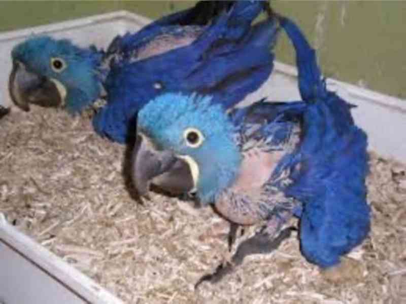 Mladý modrý a zlatý papoušek nyní k dispozici - foto 1