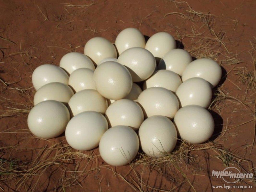 Čerstvé úrodné pštrosí vajíčka pro prodej - foto 1