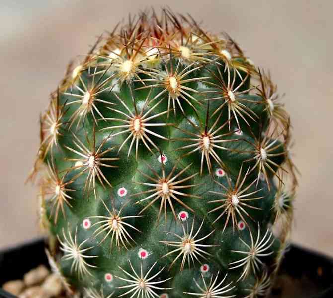 Kaktus Coryphantha echinoidea SB 26 - semena - foto 1