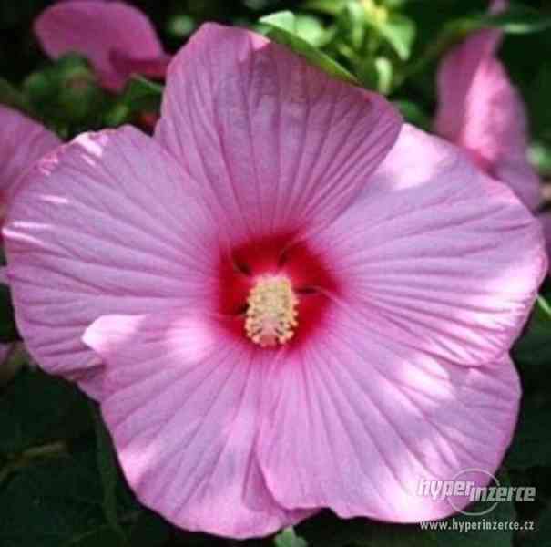 Hibiscus moscheutos - semena - foto 1