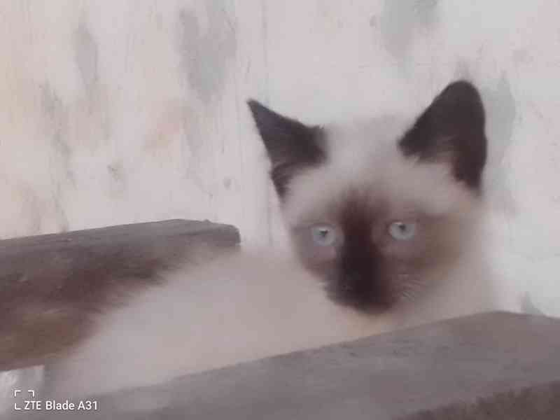 Ragdoll kocourek - foto 11