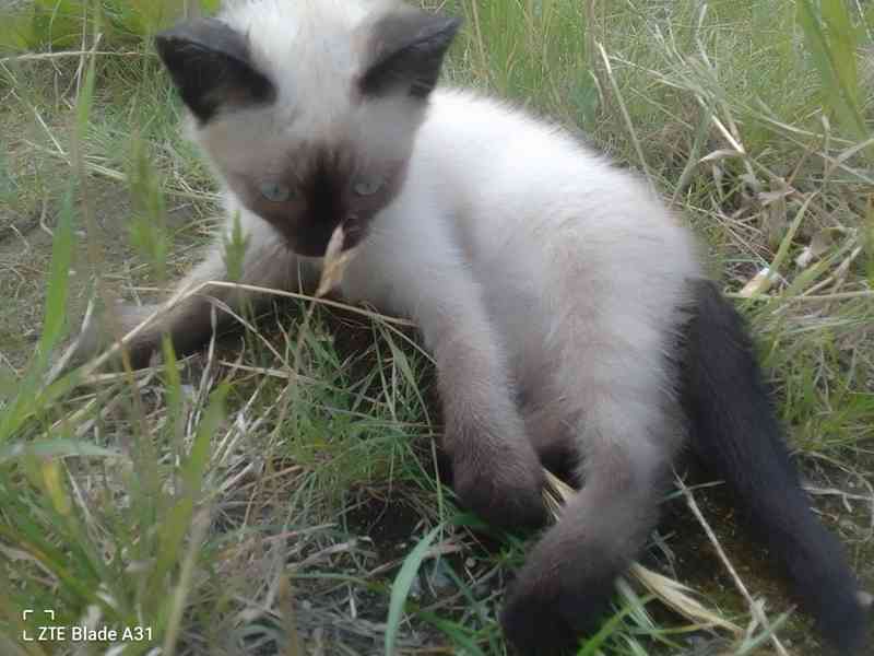 Obrázek k inzerátu: Ragdoll kocourek