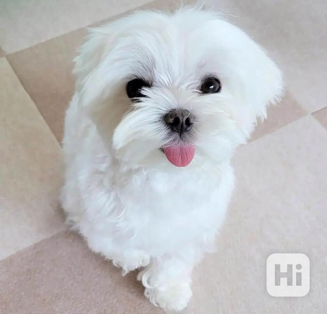 štěňata maltézského ovčáka k adopci - foto 1