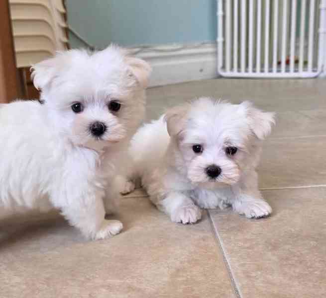 štěňata maltézského ovčáka k adopci - foto 8