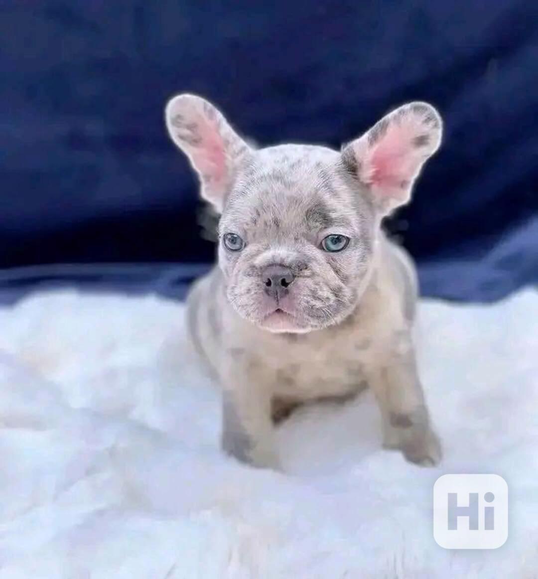 Registrovaná štěňata francouzského buldočka - foto 1