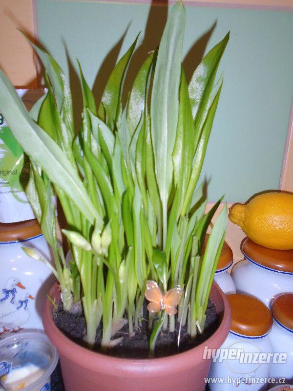 Prodám medvědí česnek , cibulky a pesto. - foto 2