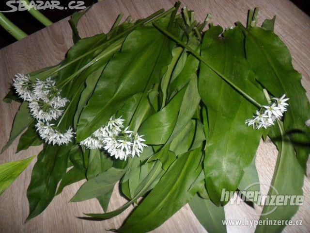 Prodám medvědí česnek , cibulky a pesto. - foto 4
