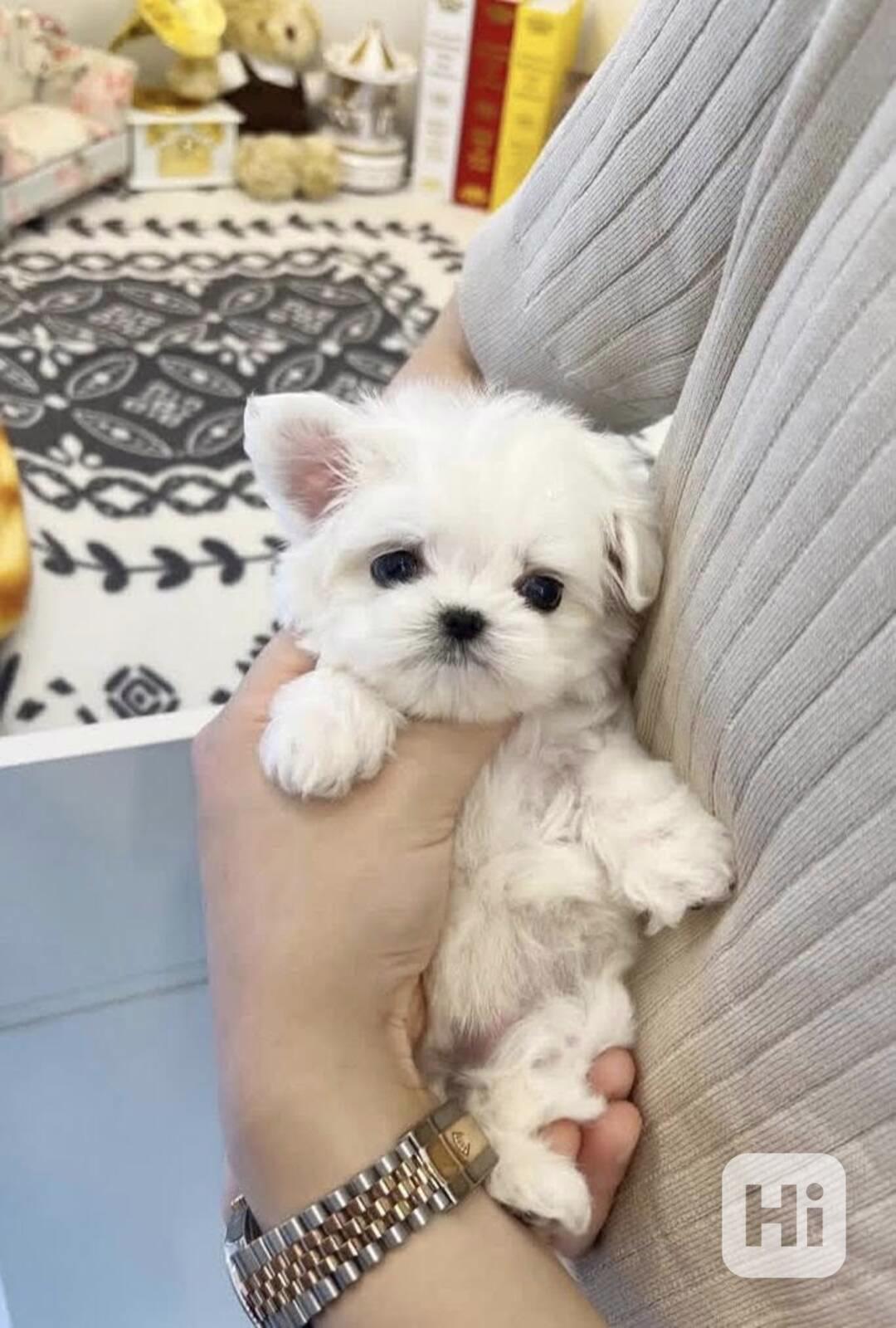 Rozkošná štěňata maltézského štěňátka - foto 1