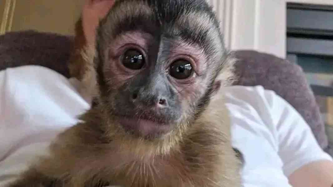  Roztomilá vynikající kapucínská opice   - foto 1