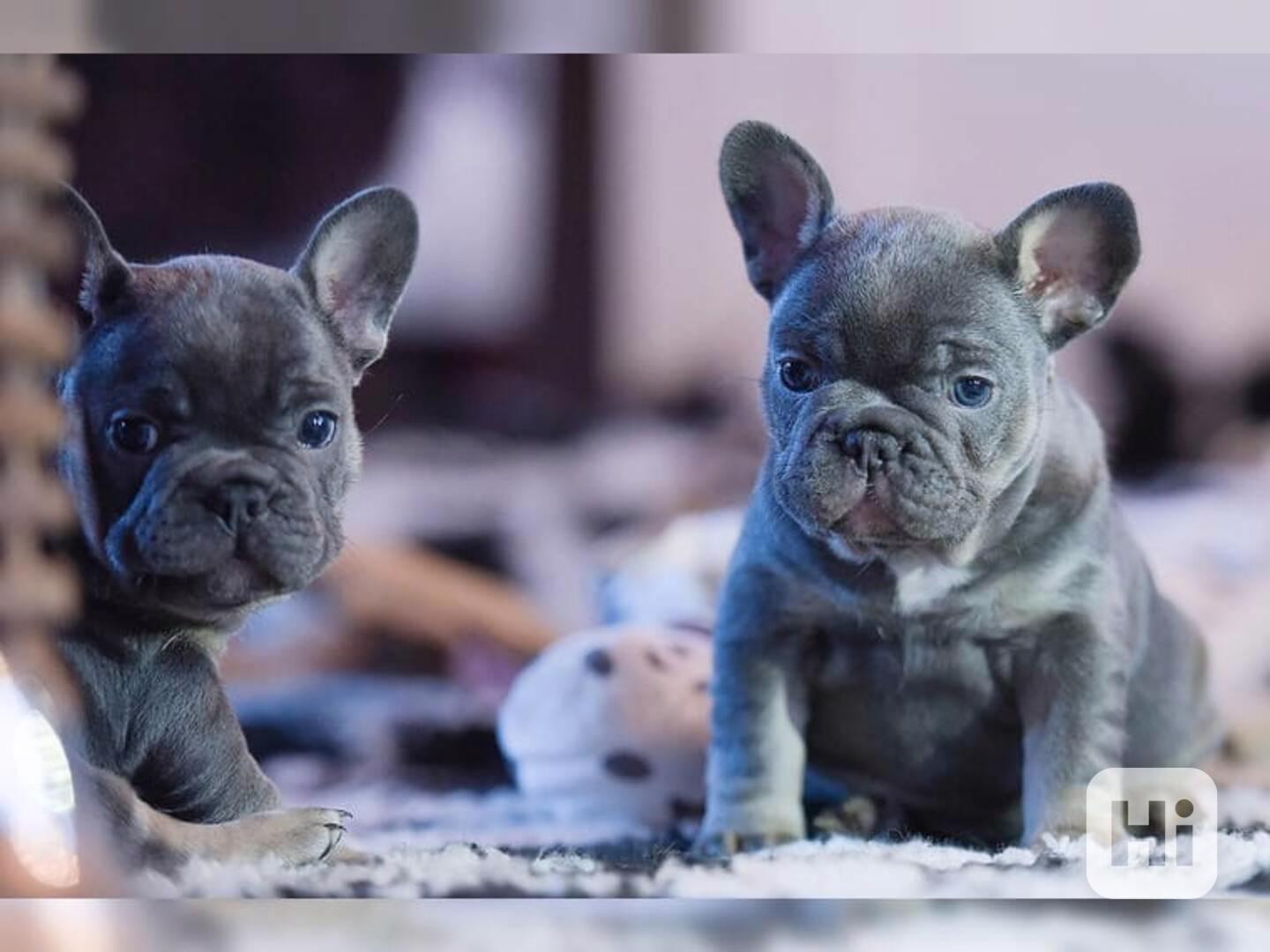 Štěňata francouzského buldočka... - foto 1