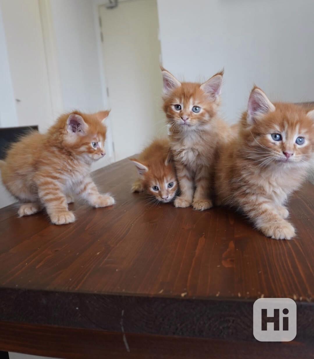 Mainské mývalí kočky - foto 1