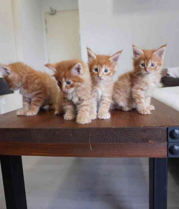 Mainské mývalí kočky - foto 2