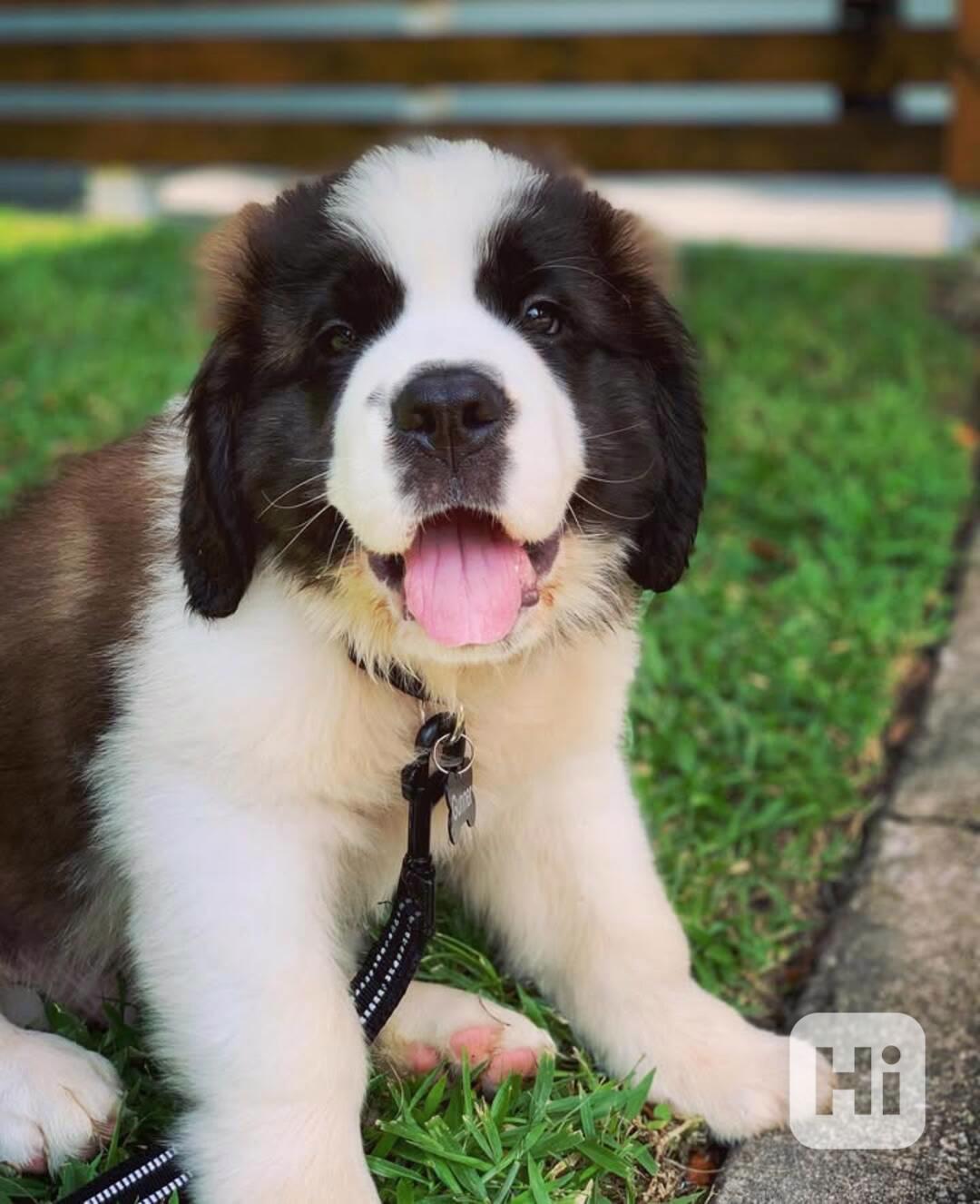 Adoptujte si ho, prosím - foto 1