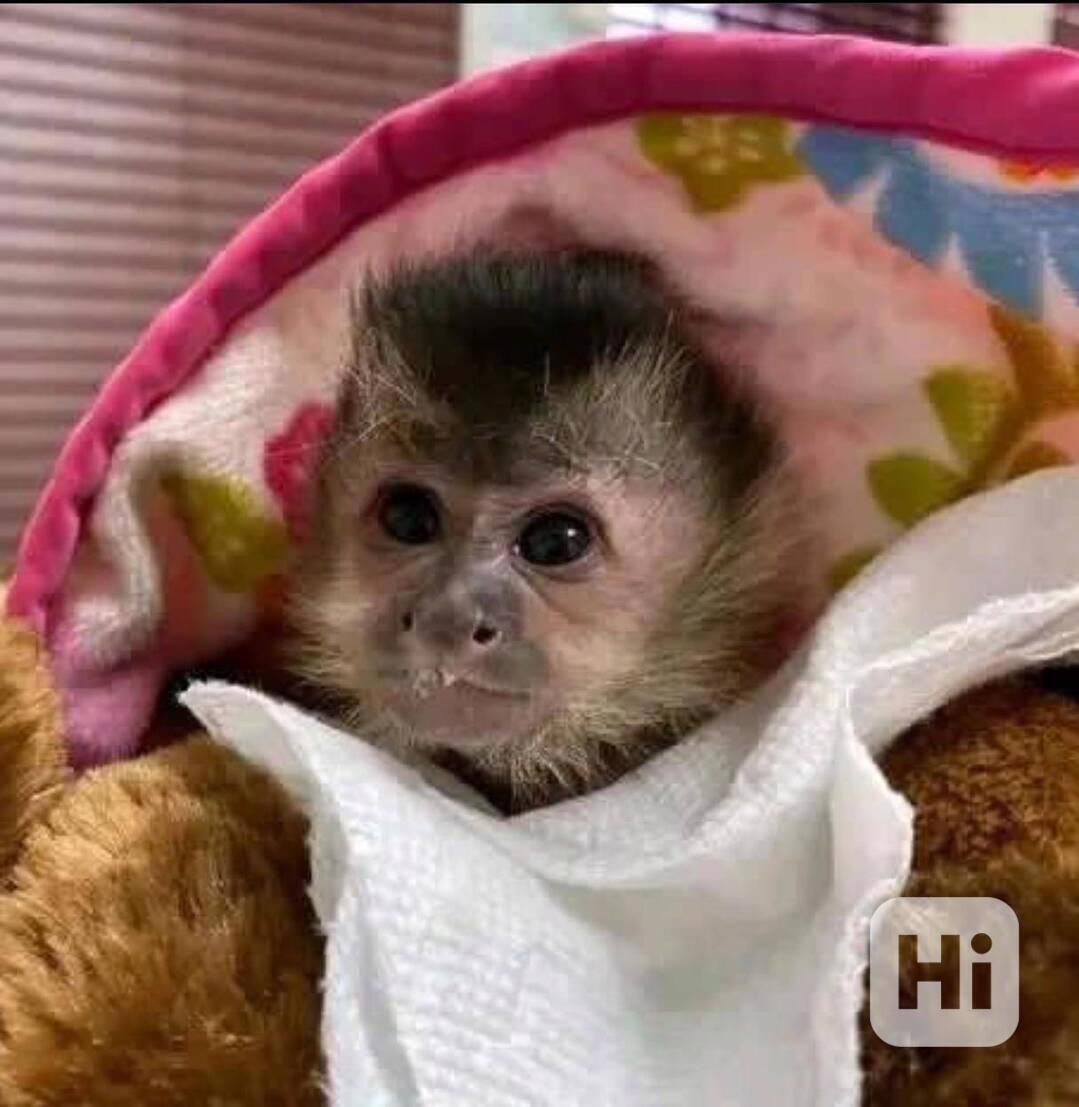 Hravé kapucínské opice - foto 1