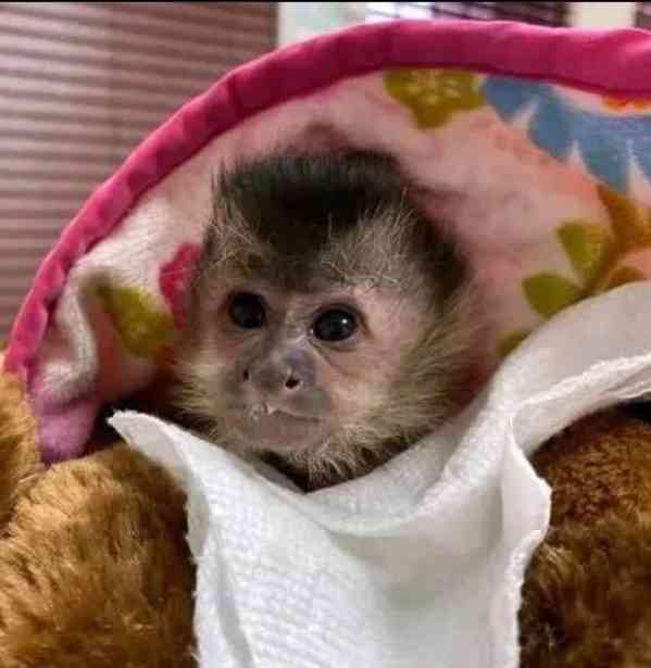 Hravé kapucínské opice - foto 1