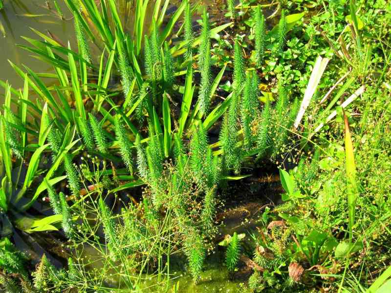 vodní rostliny  bahenní rostliny - foto 2