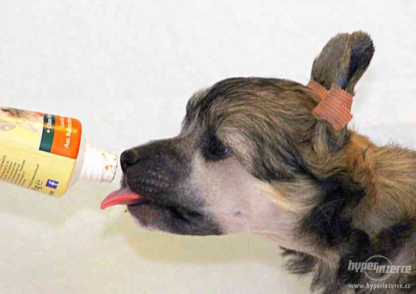 Čínský chocholatý pes s PP - foto 3