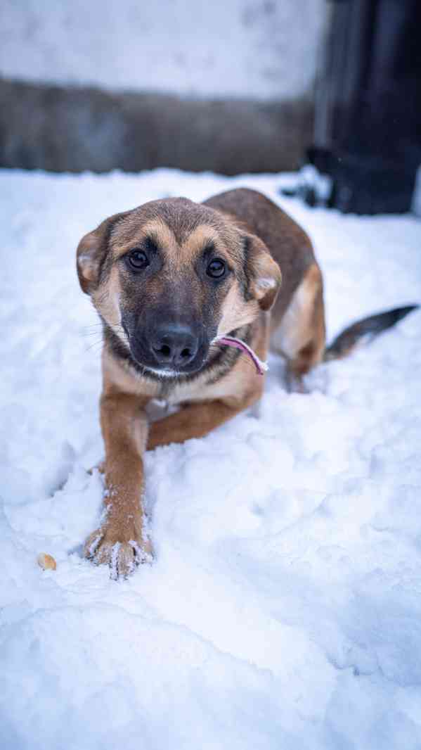 Cardi B - opatrnější, ale moc hodná holka, štěně, 7 měsíců - foto 4