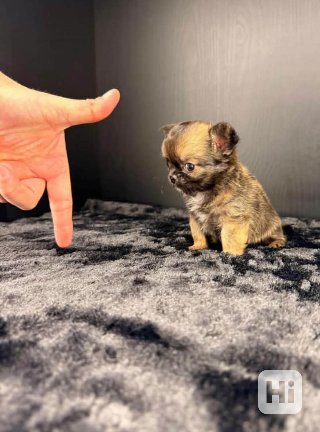 Štěňata čivavy nejvyšší kvality k adopci - foto 1