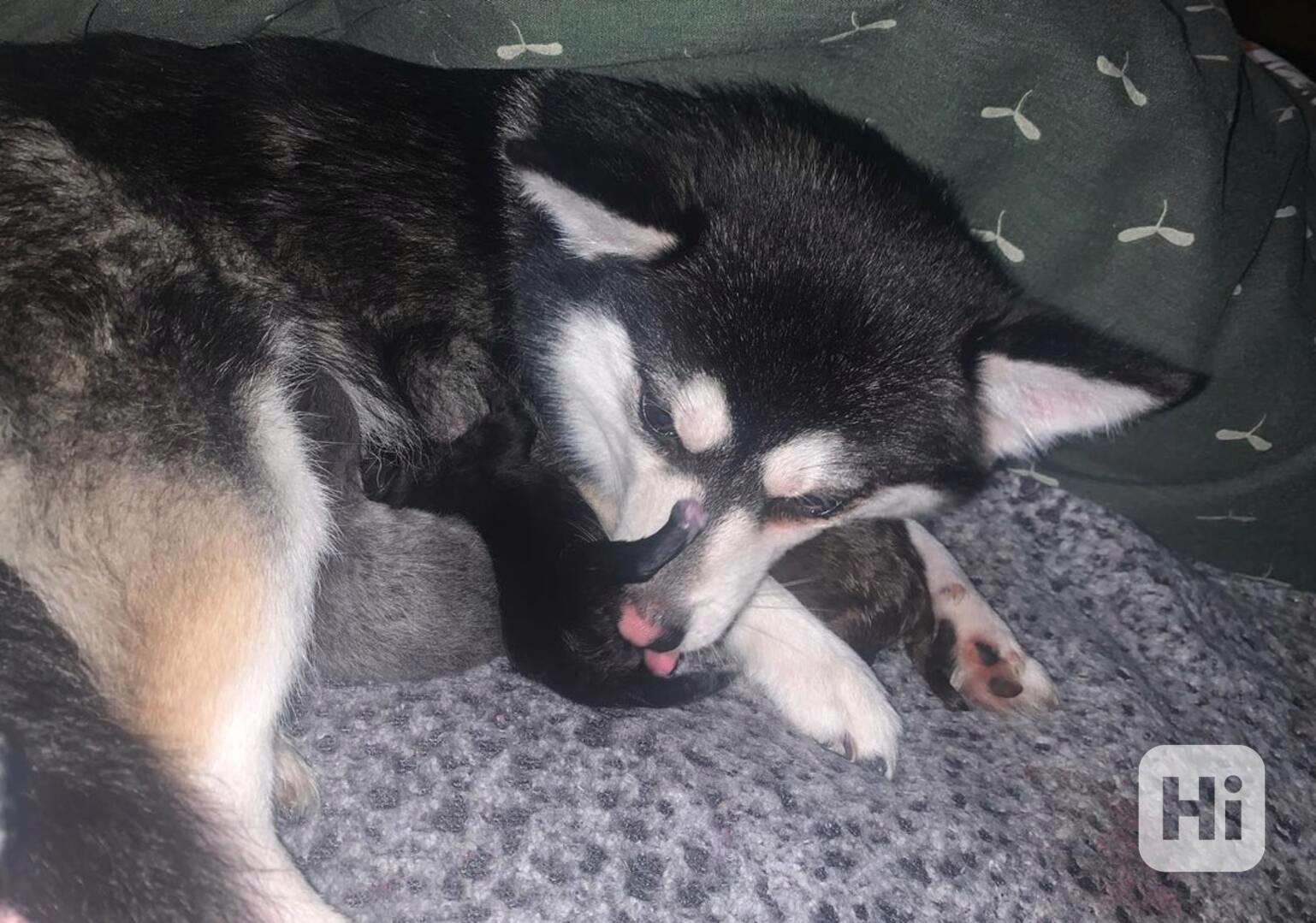Originální Pomsky velikosti HRAČKY - dovoz z USA! - foto 1
