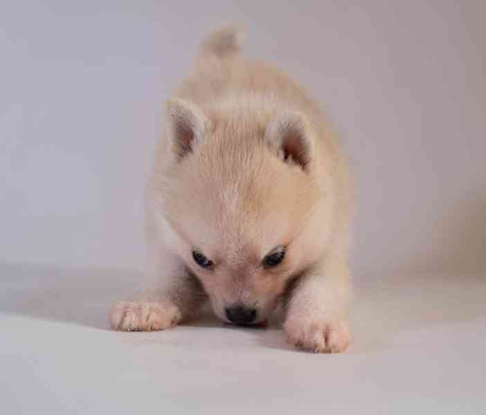 Originální Pomsky velikosti HRAČKY - dovoz z USA! - foto 2