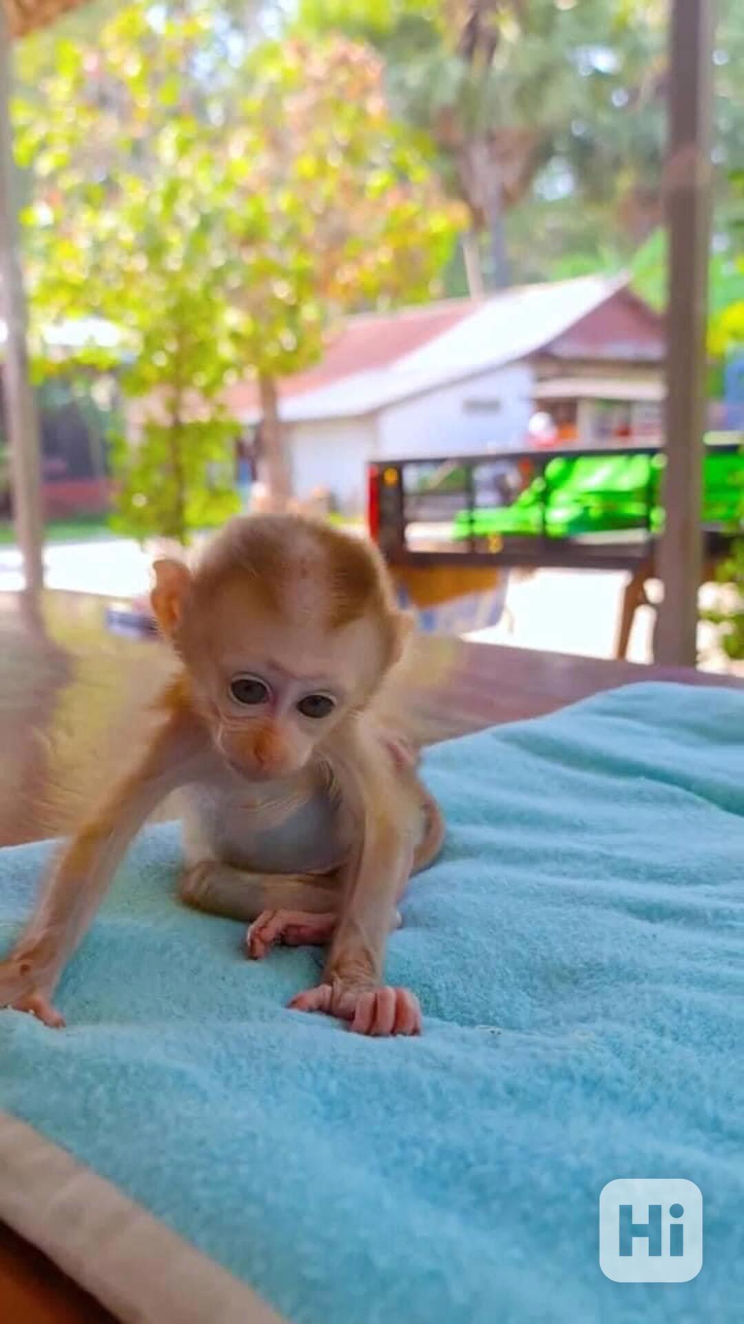 kapucínské opice k adoptaci - foto 1