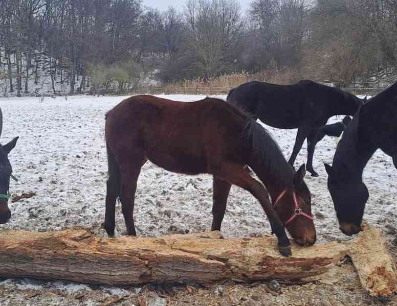 Anglický plnokrevník - foto 1
